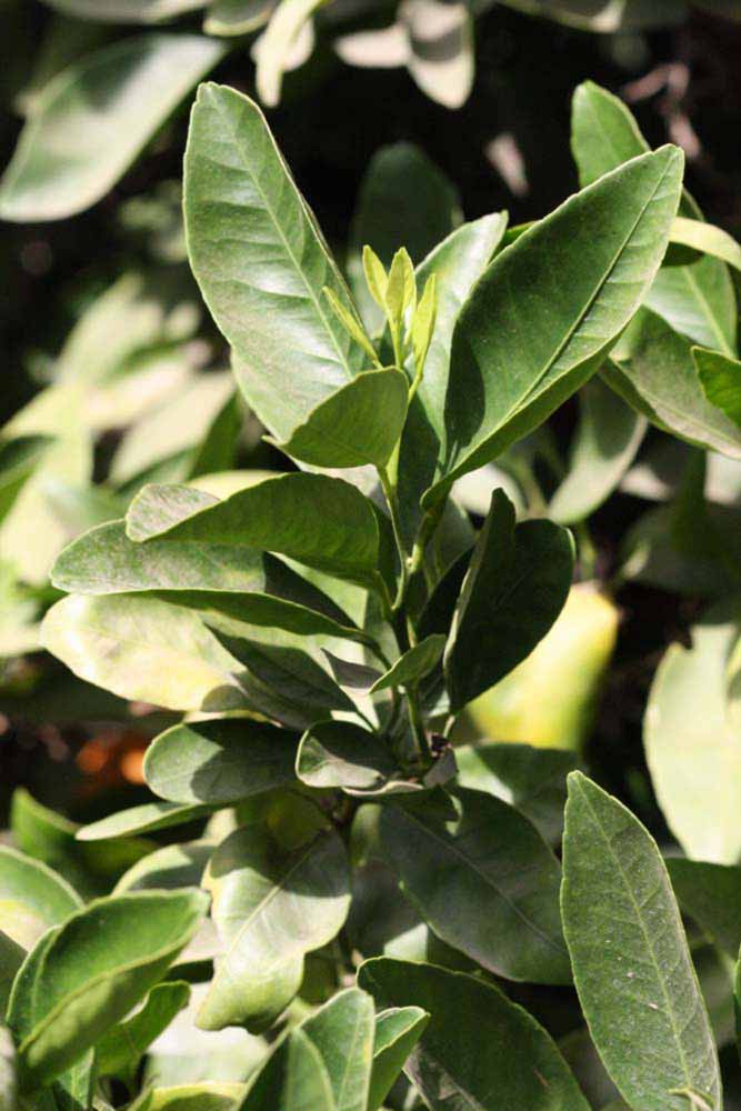              Sun leaves (Riverside, CA)       